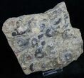Plate of Pyritized Ammonites - Oujda, Morocco #13726-1